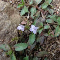 Bonnaya ciliata (Colsm.) Spreng.